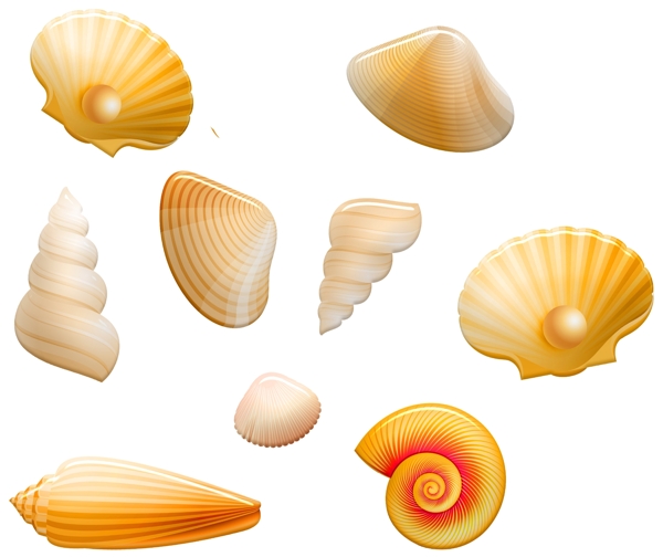 海螺贝壳创意插图