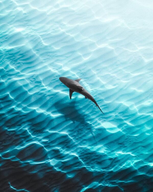 海豚戏水 海洋生物  一只孤独的海豚