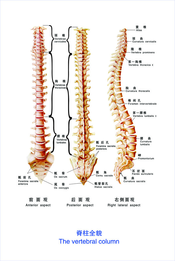 脊柱全貌图片