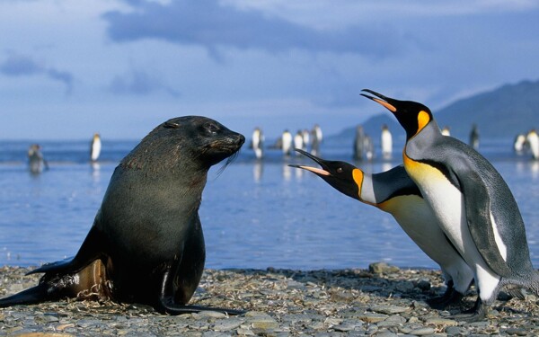 海豹企鹅图片