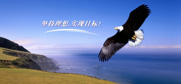 蓝天海洋鹰图片