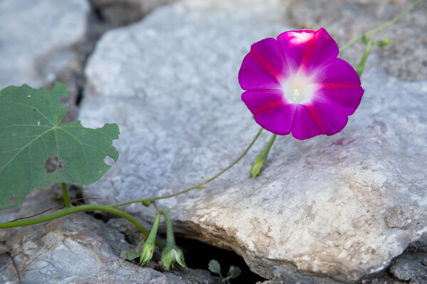 牵牛花