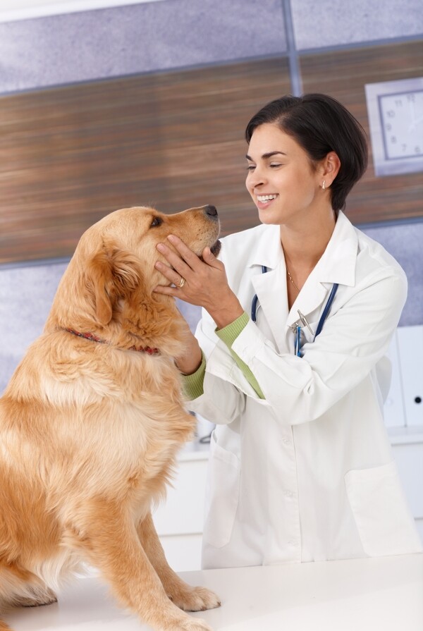 宠物狗与兽医图片