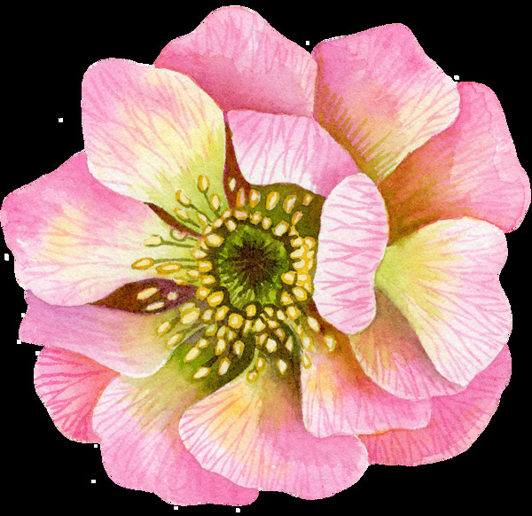 粉色芬芳花卉卡通透明素材