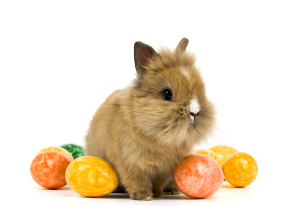 可爱兔子彩蛋摄影素材图片