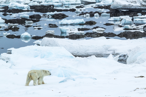 冰川上的北极熊