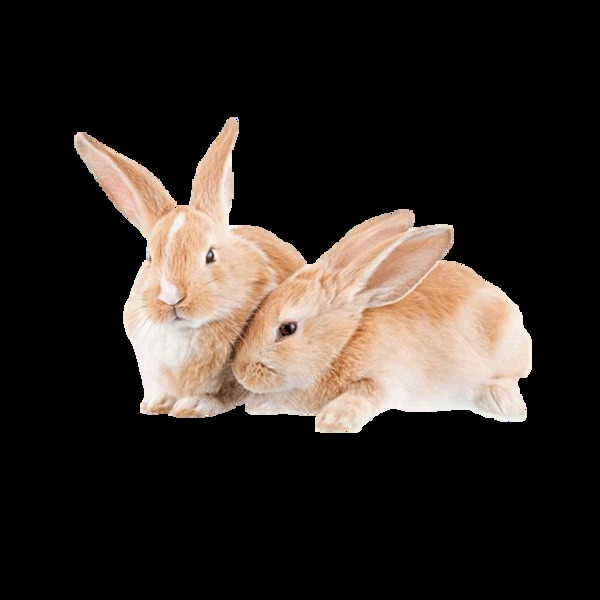 两只褐色小兔子元素
