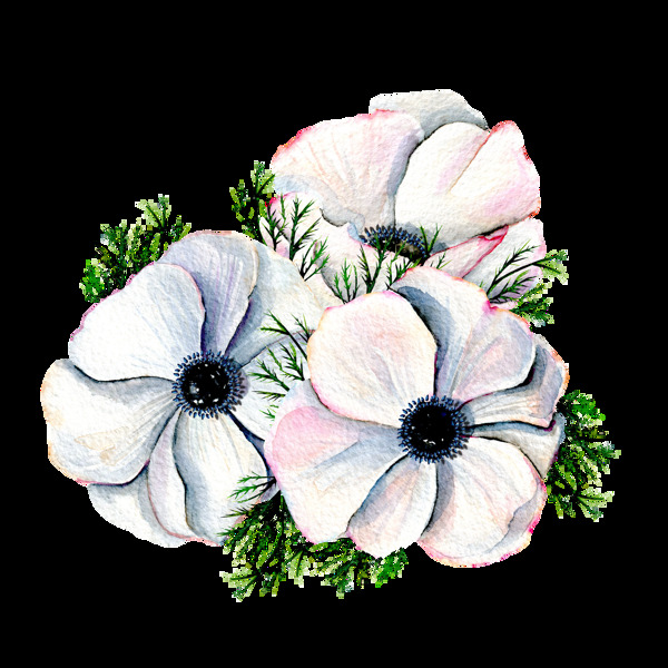 手绘三朵白色水彩花png透明素材