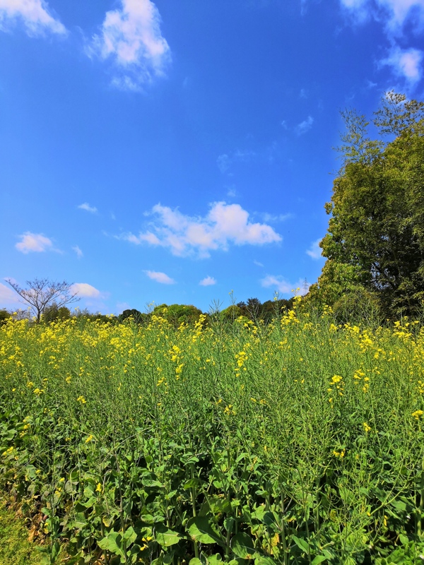 蓝天白云油菜花田野