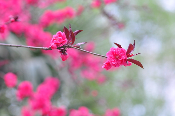 桃花图片